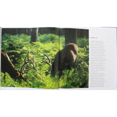 Album Chambord :Patrimoines exceptionnels de Jean-Paul Grossin, Francis Forget